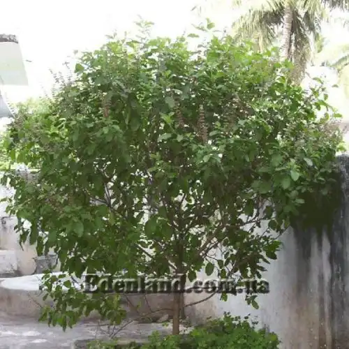 Зображення Базилік священний - Ocimum sanctum