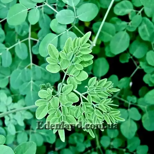 Изображение молодые листья