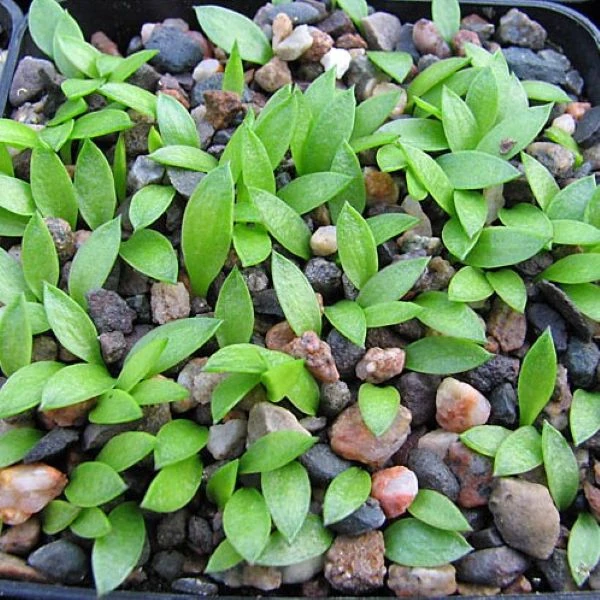 Зображення сіянці