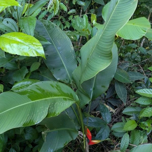 Зображення Геліконія біхай 'Lobster Claw Two' - Heliconia bihai 'Lobster Claw Two' 