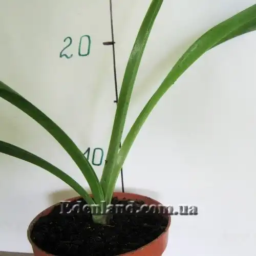 Изображение молодые растения в продаже