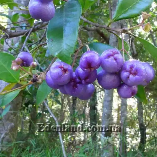 Изображение созревшие плоды