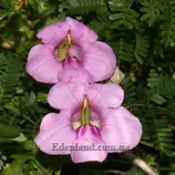 Изображение Буттония великолепная  - Buttonia superba