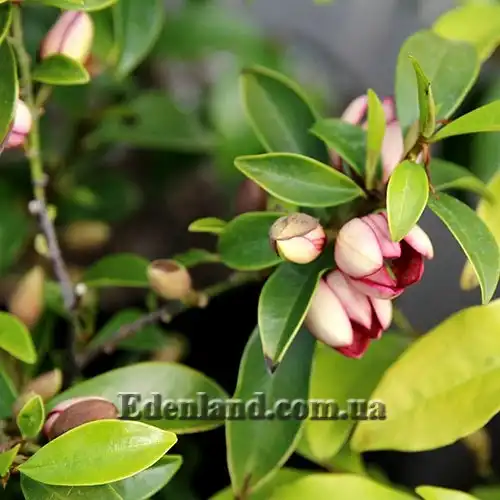 Изображение Михелия фиго - Michelia figo