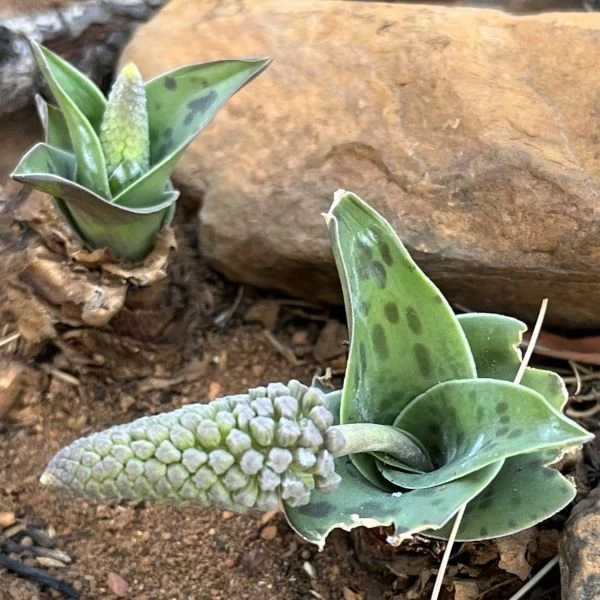 Изображение Ледебурия шершаволистная  - Ledebouria asperifolia
