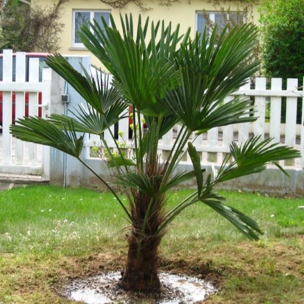 Изображение Трахикарпус Вагнера  - Trachycarpus wagnerianus 