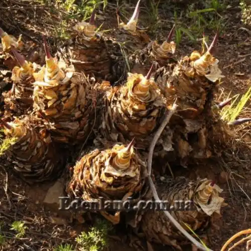 Зображення Мервілла свинцева - Merwilla plumbea