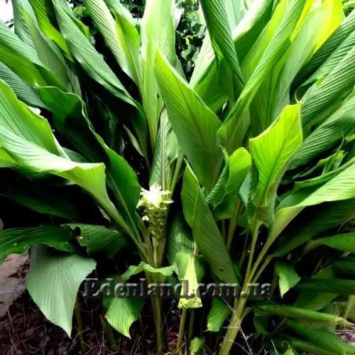 Изображение Куркума длинная - Curcumae longae