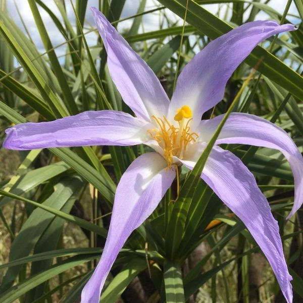 Зображення Велозія луската - Vellozia squamata