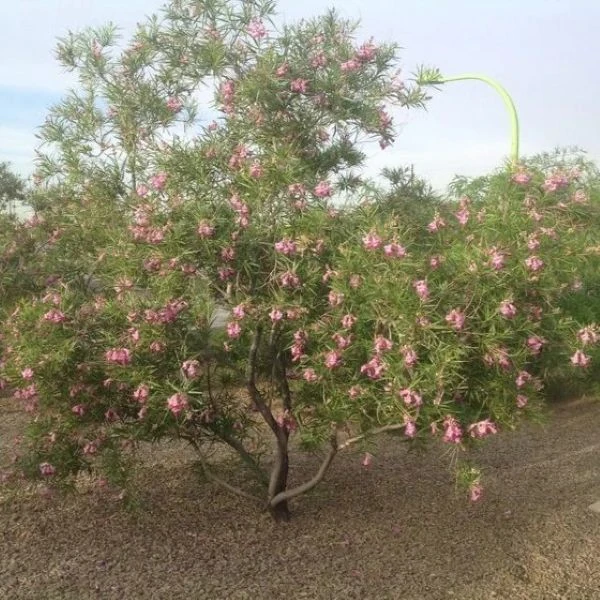 Зображення Хілопсис лінійний - Chilopsis linearis 