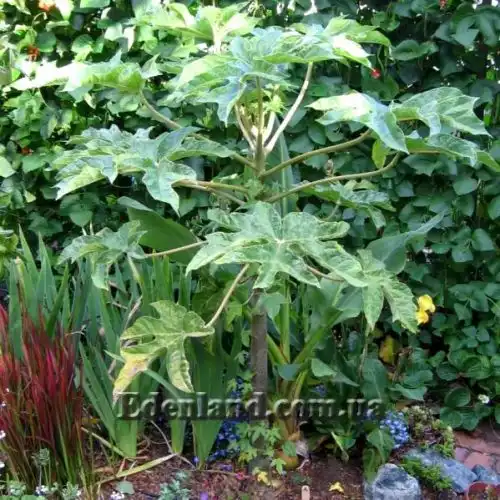 Изображение Карика кундинамаркская - Carica cundinamarcensis