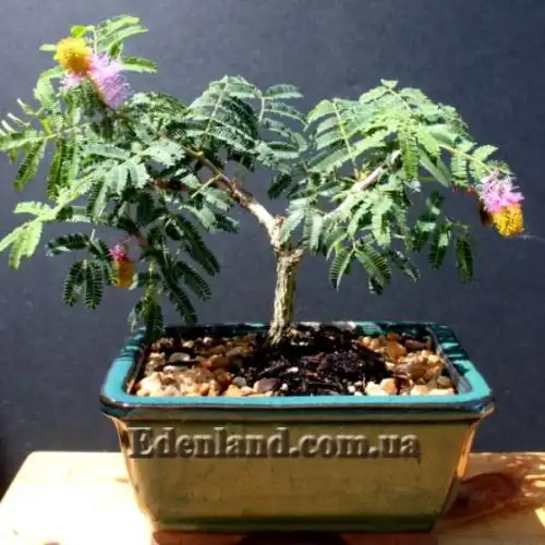 Зображення Дихростахіс попелястий - Dichrostachys cinerea