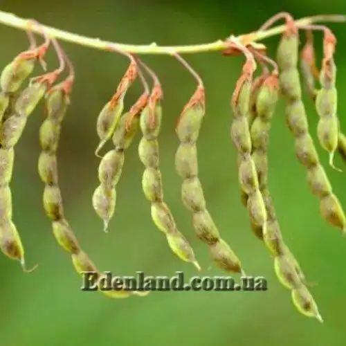 Зображення плоди