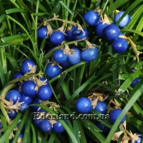 Изображение Офиопогон японский - Ophiopogon japonicus