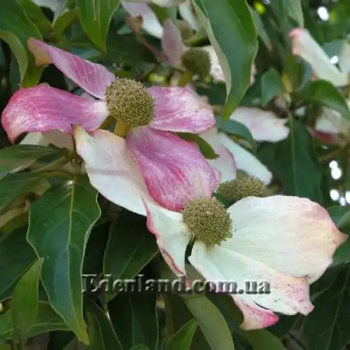 Изображение Кизил головчатый - Cornus capitata 