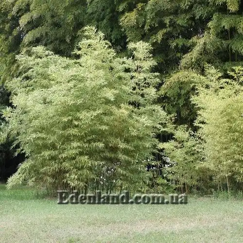 Изображение молодые растения