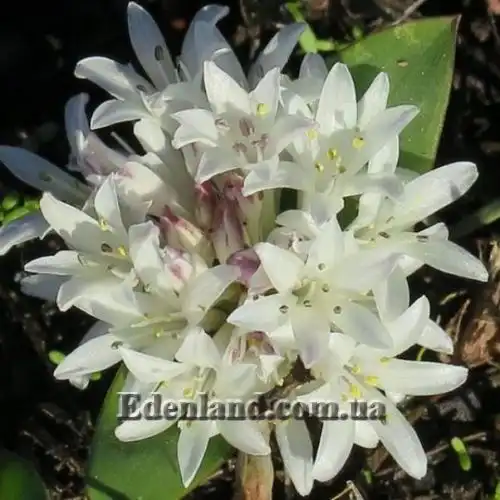 Изображение Лахеналия мечелистная - Lachenalia ensifolia