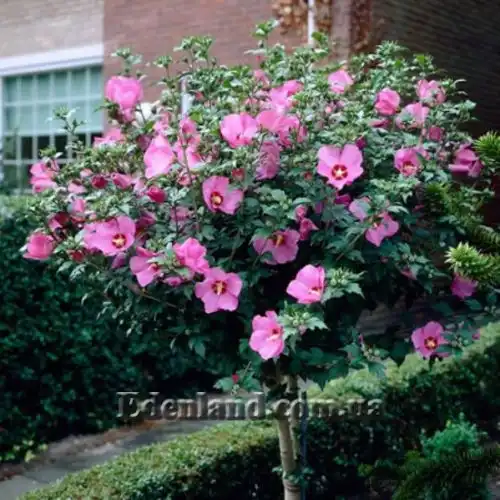 Изображение Гибискус сирийский (цвет - смесь) - Hibiscus syriacus