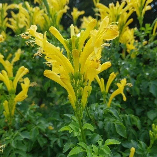 Изображение Текомария капская  - Tecomaria capensis