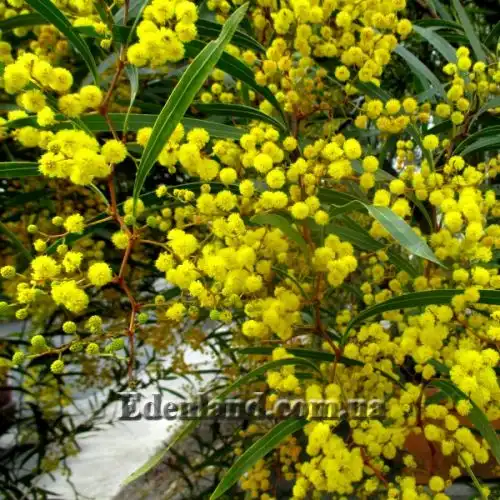 Изображение Акация крупножелезчатая - Acacia macradenia