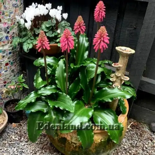 Изображение Вельтгеймия прицветниковая - Veltheimia bracteata 