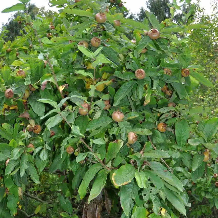 Изображение Кратегус германский  - Crataegus germanica