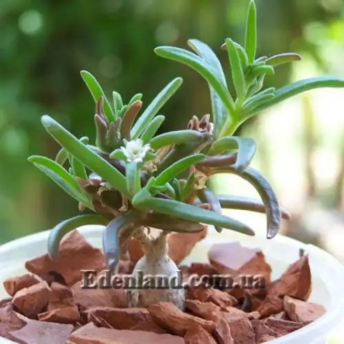 Изображение Местоклема крупнокорневищная - Mestoklema Macrorhiza