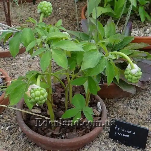 Зображення Арізема жовта - Arisaema flavum