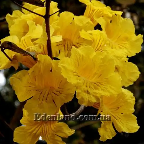 Изображение Розеодендрон Донель-Смита - Roseodendron donnell-smithii