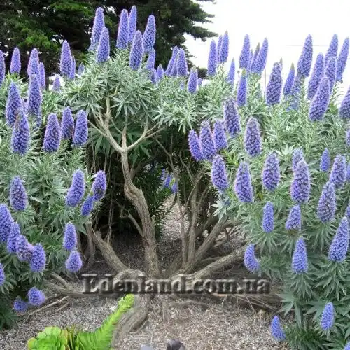 Изображение Эхиум белеющий - Echium candicans