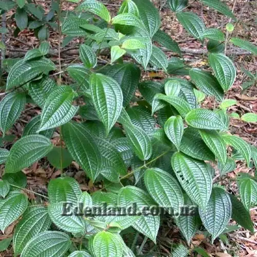 Изображение куст