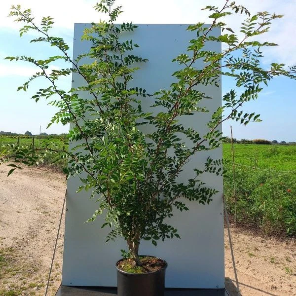 Изображение Зантоксилум подражающий - Zanthoxylum simulans  