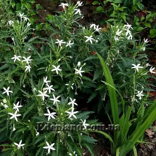 Зображення Гіпоброма довгоквіткова - Hippobroma longiflora