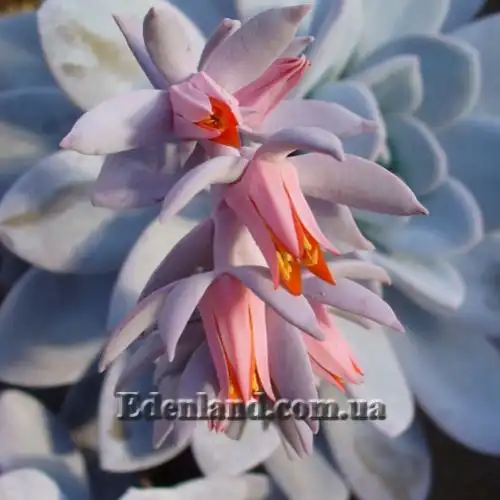 Изображение Эчеверия (Эхеверия) Лау - Echeveria laui