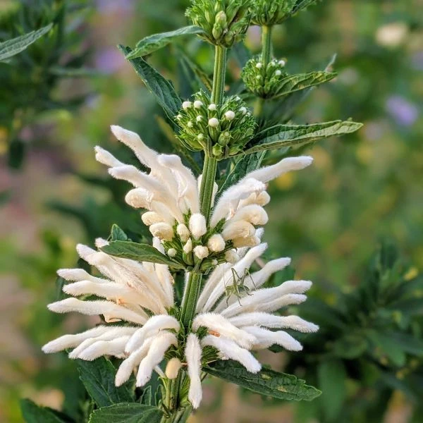 Зображення Леонотіс леонурус білоквітковий - Leonotis leonurus Alba