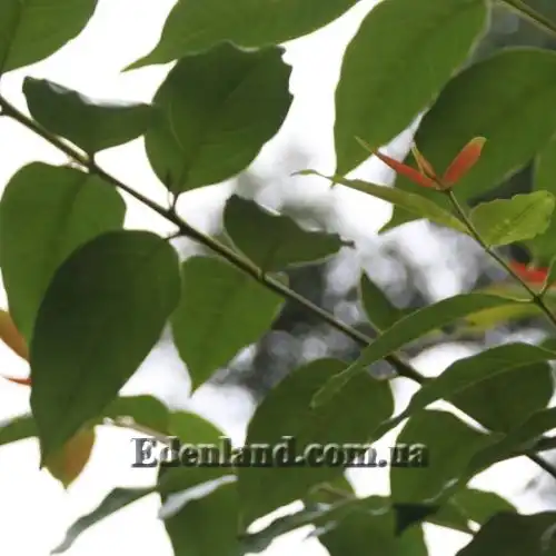 Изображение Эвкалипт радужный - Eucalyptus deglupta