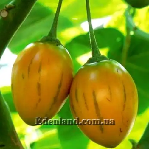 Изображение Цифомандра свекловидная желтая - Cyphomandra betacea gold