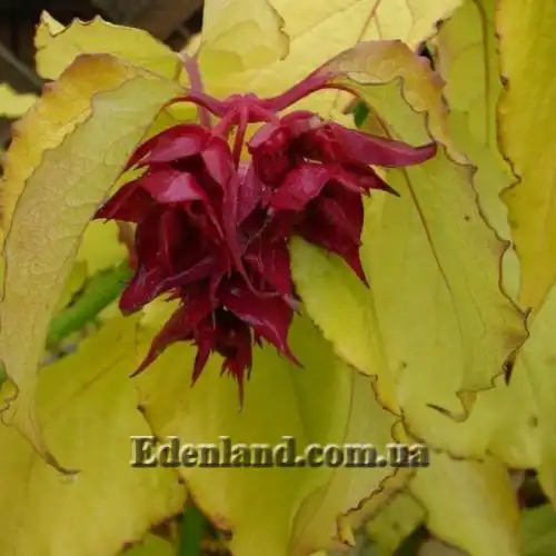 Изображение Лейцестерия красивая - Leycesteria formosa