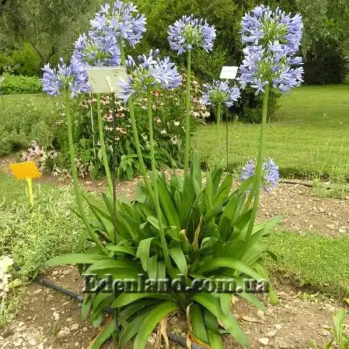 Изображение Агапантус ранний - Agapanthus praecox