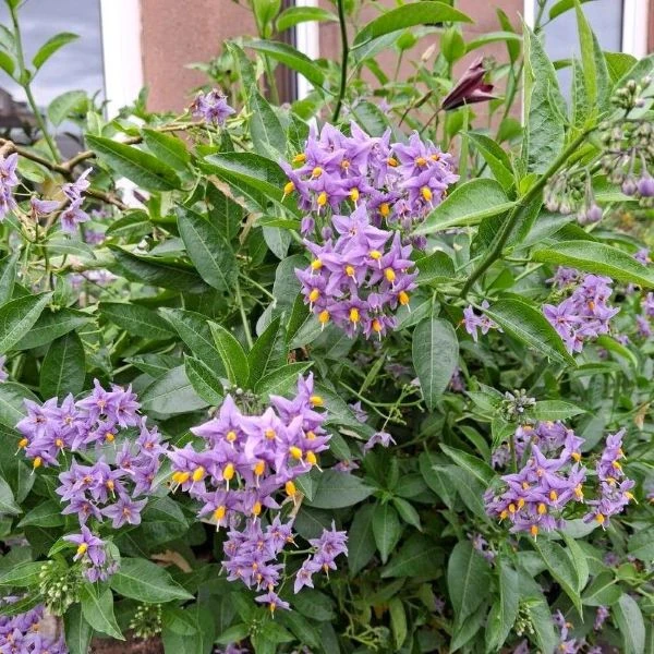 Зображення Пасльон кучерявий - Solanum crispum