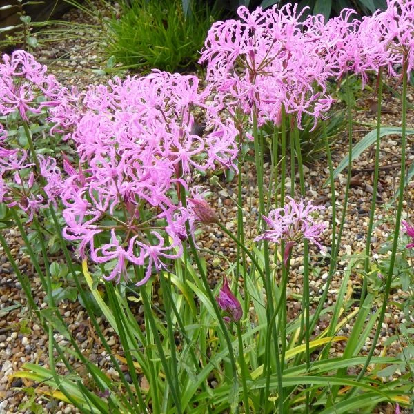 Зображення Неріне хвиляста - Nerine undulata 