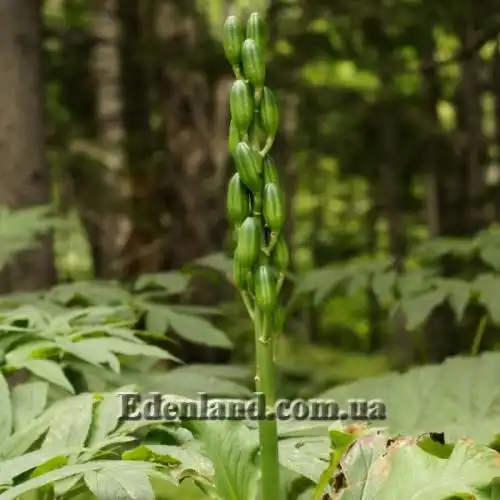 Изображение Кардиокринум сердцевидный - Cardiocrinum cordatum