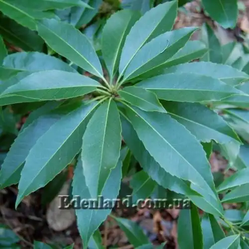 Изображение Схима роскошная - Schima superba