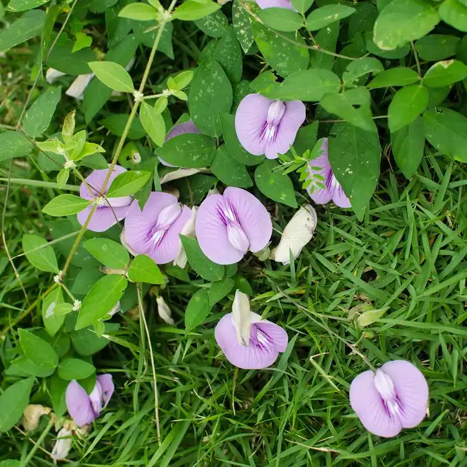 Изображение Центросема опушенная  - Centrosema pubescens