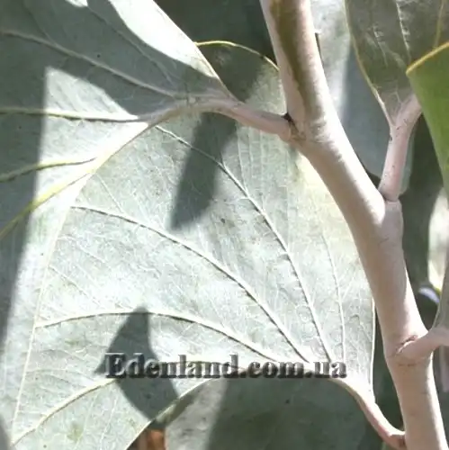 Зображення Акація Дунна - Acacia dunnii