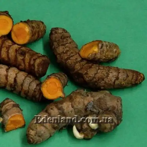 Изображение Куркума длинная - Curcumae longae