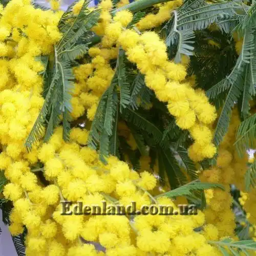 Изображение Акация беловатая (серебристая) - Acacia dealbata