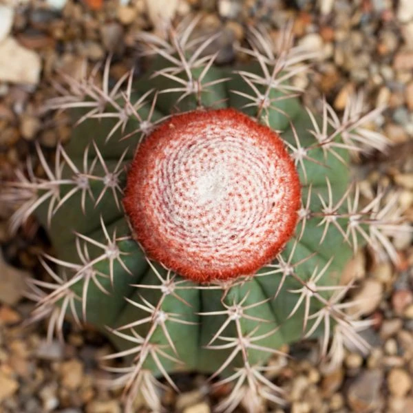 Изображение Мелокактус Нери  - Melocactus neryi
