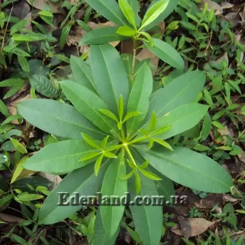 Изображение Альстония школьная - Alstonia scholaris