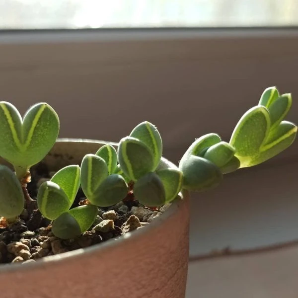 Зображення Браунсія Максиміліана - Braunsia maximiliani